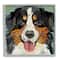 Stupell Industries Bernese Mountain Dog Ephemera Collage Framed Giclee Art